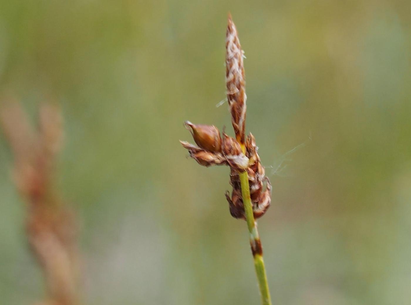 Sedge, (shiny fruited) flower